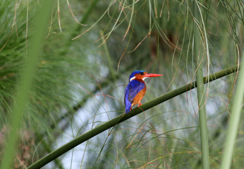 Oeganda - Malachiet IJsvogel, Mabamba Swamp