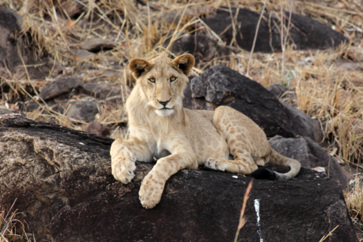 Oeganda - Jonge leeuw in Kidepo Valley NP. Een dotje