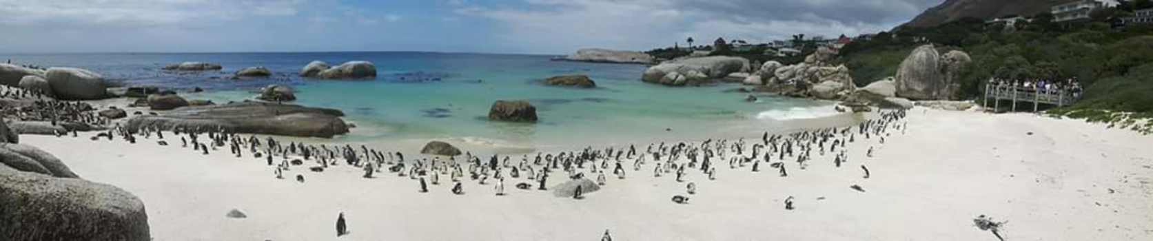 Namibië - Boulders Beach