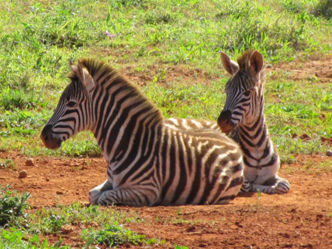 Namibië - Zebra's in Zuid Afrika