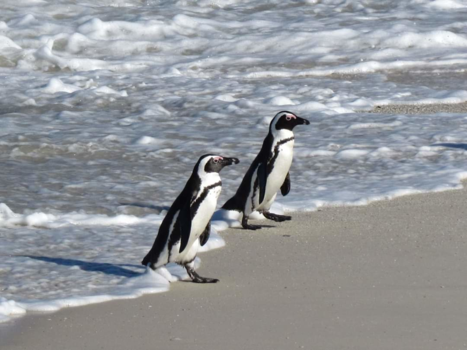 Namibië - Pinguïns op Boulders Beach