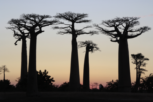 Madagaskar - Sunset at Baobab Alley