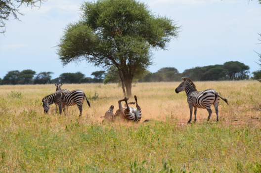 Serengeti National Park - Game Drive Serengeti, rollende zebra veulen