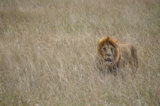 Serengeti National Park - Leeuw