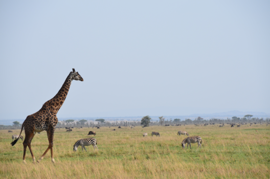 Serengeti National Park - Giraffe, zebra's