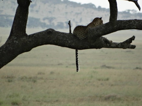 Serengeti National Park - Luipaard uitkijkend over de Serengeti