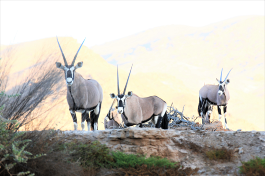 Namib-woestijn - Gewoon ongewoon