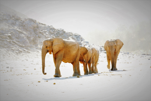 Namib-woestijn - Sneeuw in de woestijn?