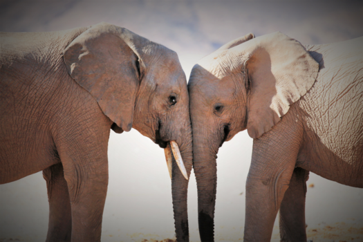 Namib-woestijn - Voor eeuwig trouw
