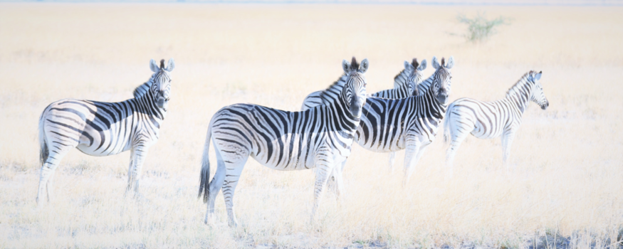 Namib-woestijn - zwart en wit of wit en zwart?