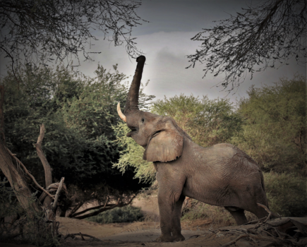 Namib-woestijn - Dit moet lukken!