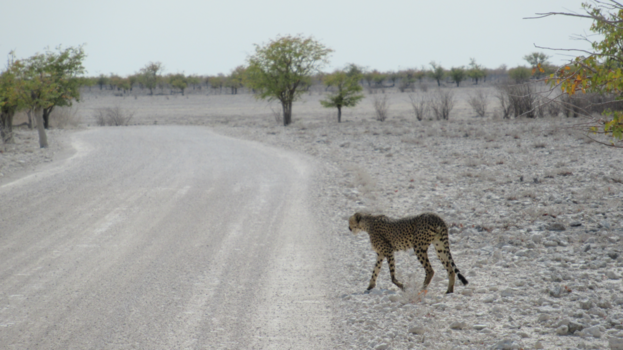 Etosha National Park - Overstekende Cheetah