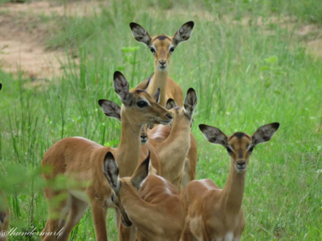 Hwange National Park - Babies
