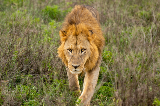 Kenia - Simba in Kenia