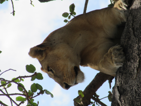 Serengeti National Park - Tanzania