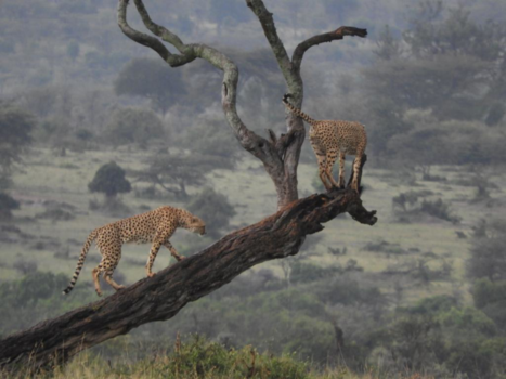 Masai Mara - Perfect picture