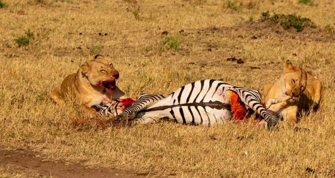 Kenia - Genieten van een heerlijke maaltijd