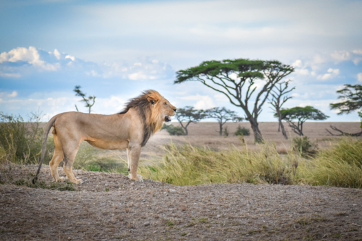 Serengeti National Park - De koning van de Serengeti