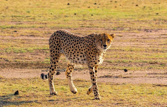 Kenia