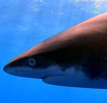 Rode Zee - Nieuwsgierige oceanic white tip at Elphinstone reef