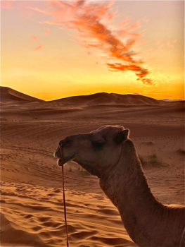 Rondreis Marokko woestijnen - Frits de kameel