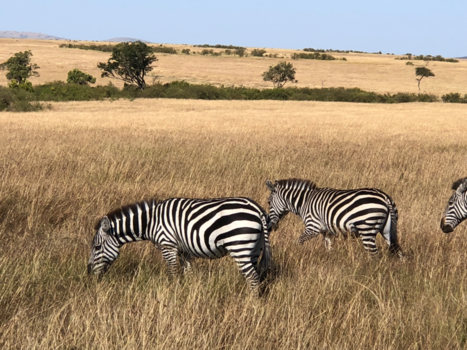 Kenia - Safari in het Maasai Mara park