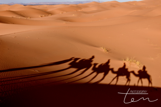 Marokko - Dromedary ride