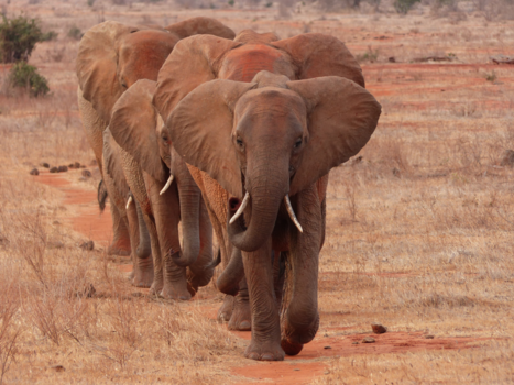 Kenia - Olifanten polonaise..