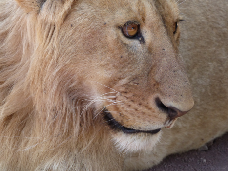 Kenia - Leeuw