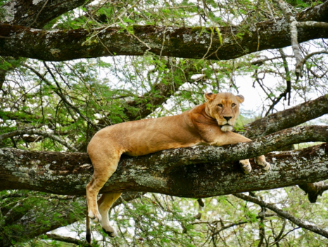 Amboseli National Park - Leeuwin ligt heerlijk in de boom