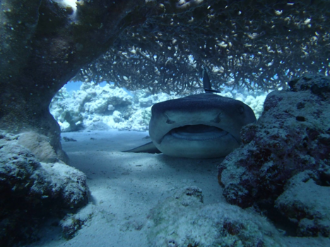 Egypte - Haai in de Rode Zee