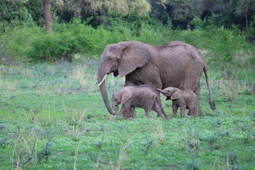South Luangwa National Park - Siblings... you can’t live with them or without them.