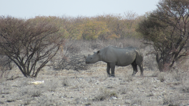Etosha National Park - De neushoorn