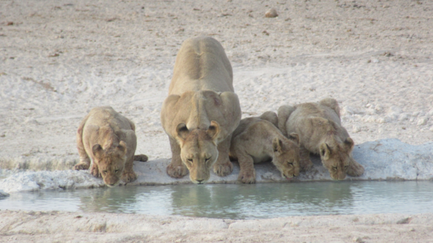 Etosha National Park - Leeuwin met haar welpjes