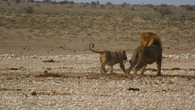 Etosha National Park - Leeuw met zijn welpje