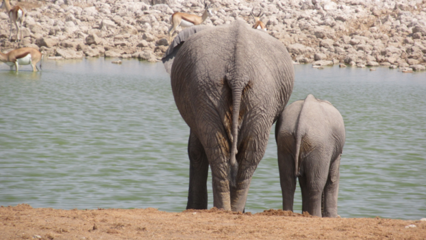 Etosha National Park - De billen van een olifant