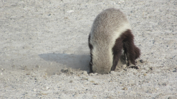 Etosha National Park - Opzoek naar eten