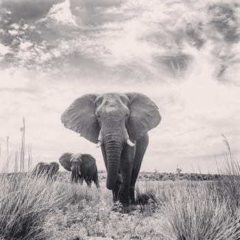 Chobe National Park - Facing an elephant