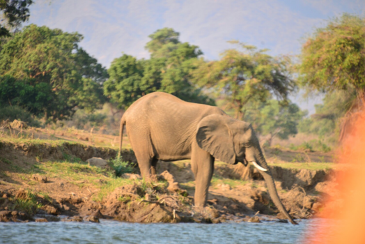 Zimbabwe - Olifant komt drinken