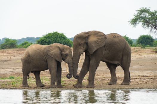 Oeganda - Olifantenliefde in Oeganda