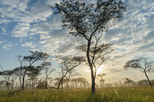 Oeganda - Ochtend wandeling in Oeganda