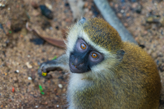 Oeganda - Monkey business in Oeganda