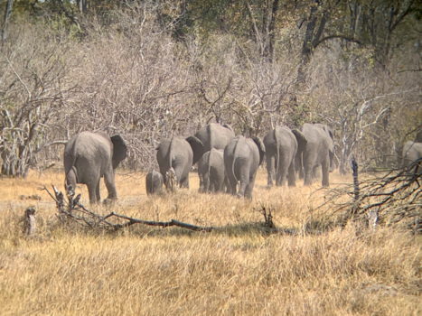 Botswana - Okee doei!