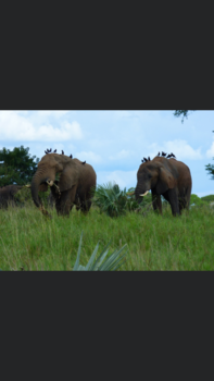 Uganda National Museum - Olifanten