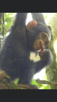 Uganda National Museum - Baby chimp’s first meat