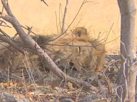 Botswana - The lion sleeps tonight... and by day