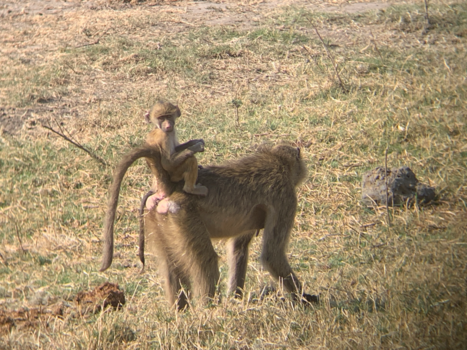 Botswana - Benenwagen!