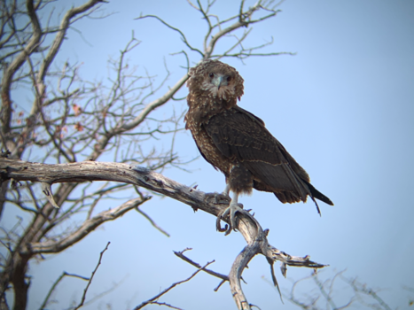 Botswana - Ik zie jou ook!