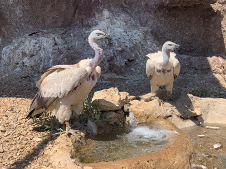 Namibië - Deze prachtige gieren sterven uit... een ramp voor het ecosysteem