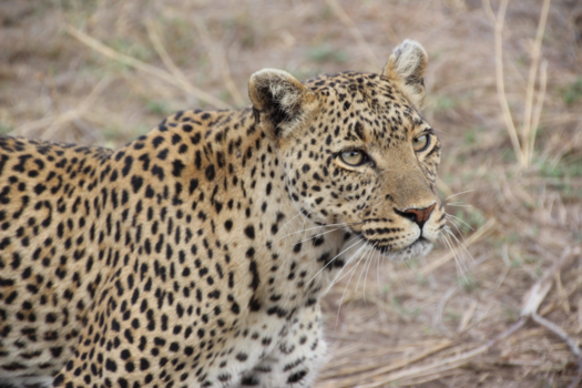 Tanzania - Tinga Tinga